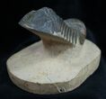 Free Standing Reedops Trilobite - Inches #1599-2